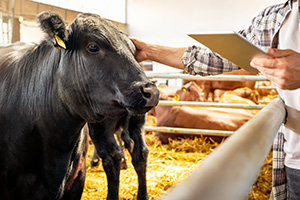 Livestock and Poultry